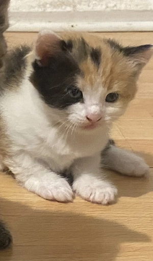 ein dreifarbiges Katze
