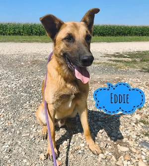 Eddie, junger Rüde, Belgischer Schäferhund Mix