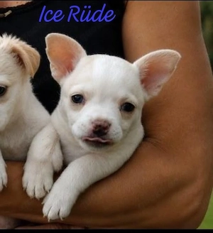 Jack Russell Chihuahua mix