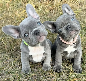Französische Bulldoggen Welpen