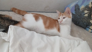 Baby Katze Kitte