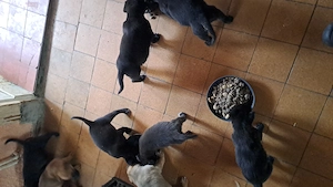 Beg. Schäferhund Mix Welpen 