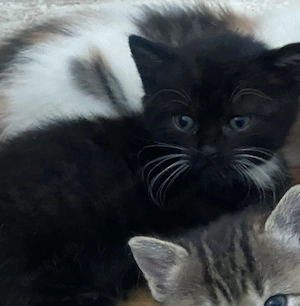 Schwarze   europäische Katze