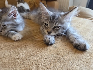 Vier wunderschöne Maine-Coon-Kitten suchen ihr Für-immer-Zuhause