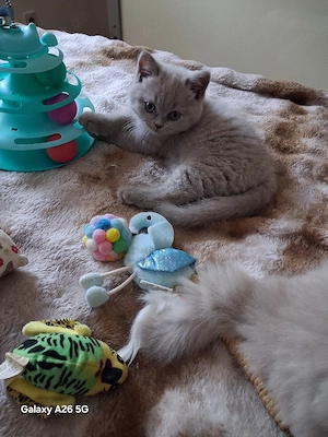 Bkh-kitten 