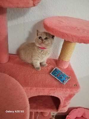 Bkh-kitten 