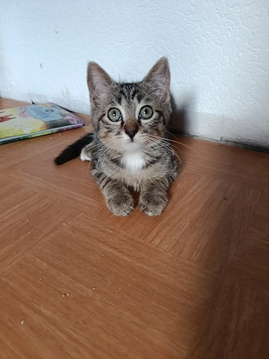 Mischlings Kätzchen 