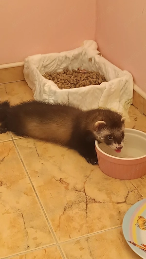 Zwei Frettchen-Rüden, 5 Monate