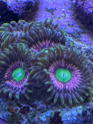 Zoanthus Lord of the Rings Koralle Meerwasser