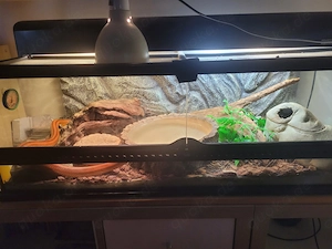 Terrarium (H=43cm, T=47cm, B=90cm), Einrichtung, Beleuchtung,  1 Kornnatter (ca.4 Jahre alt)
