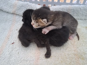 Bella mit ihrer zwei babys 