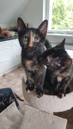 Die süßesten Katzenbabys der Welt   Kitten Babykatzen Kätzchen Jungkatze Katzen Katze