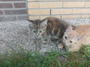 Jungkatzen suchen ein liebevolles Zuhause 