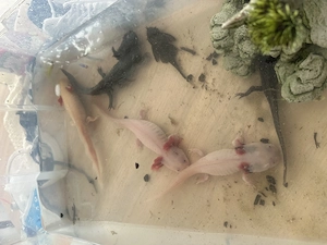 5 Axeloth zu verkaufen 4 Weibchen 1 mänchen
