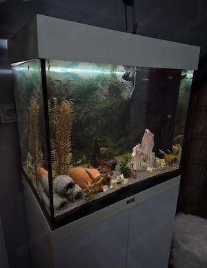 Juwel Lido 120L Aquarium Komplettset inkl. L201 Welse & Zubehör