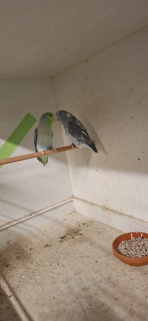 Sperlingpapagein 