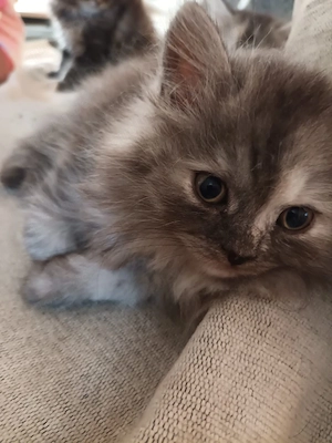 katzenbaby