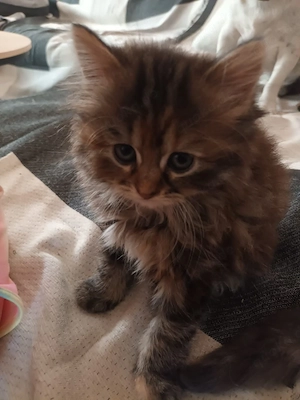 katzenbaby