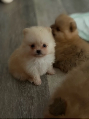    Pomeranian Zwergspitz Welpen suchen liebevolles zuhause 