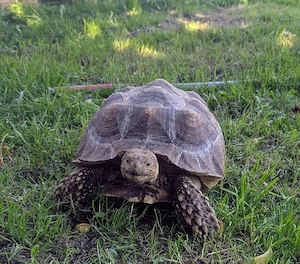 Spornschildkröten  Bild 2