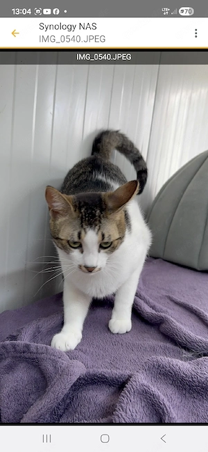 Moustache - liebevolle Samtpfote sucht ein fürsorgliches Zuhause  Bild 6