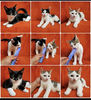 BKH-Mix-Kitten   2 Kätzinnen & 3 Kater   ab sofort abgabebereit   