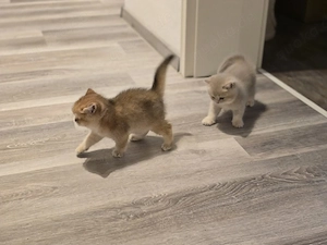 BKH Kurzhaar Reinrassig, 2 Kitten super Süß 