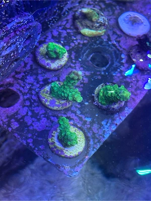 Acropora Enzman Koralle Meerwasser