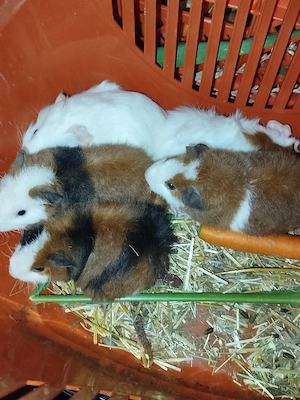 Meerschweinchen Weibchen