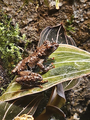 Theloderma rhododiscus 