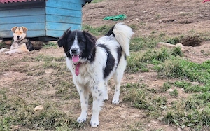 Traumhund Massimo