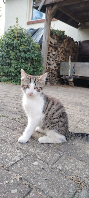 Kater zu verschenken 