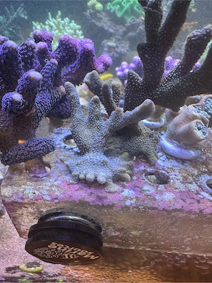 Montipora Digitats, metallic blau, Koralle, Meerwasser