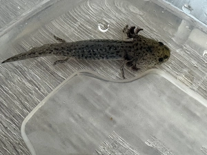 Axolotl - Ambystoma mexicanum