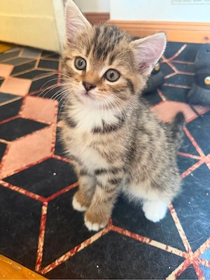 Perser katzen suchen ein Zuhause 