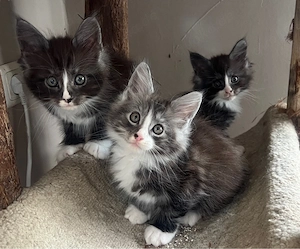 3 Maine Coon Kater m.Stammbaum
