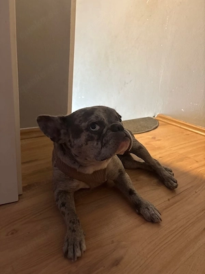 Franzözische Bulldoge
