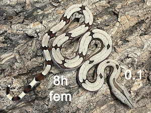 Boa constrictor amarali, dotted bloodline, (STÖCKL) Nachzucht 2026