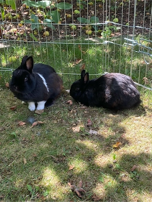 2 Zwergkaninchen Weiblich