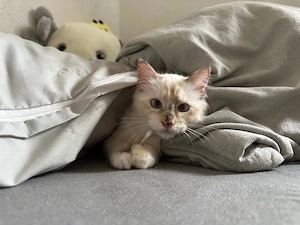 Reinrassige Heilige Birma kitten katze 