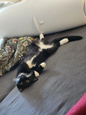 2 Katzenmädchen aus dem Tierschutz suchen ihr Traumzuhause   