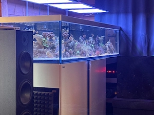 meerwasser aquarium 