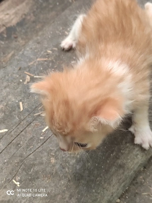 drei kleine Katzen mix