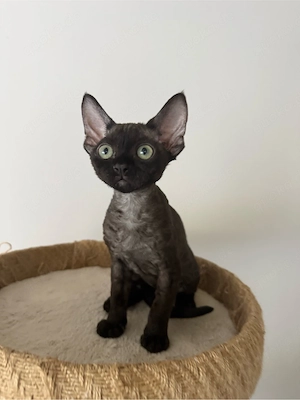 Devon Rex Kitten Stammbaum nur noch 1 Mädchen abgabe ab 15.08.2026
