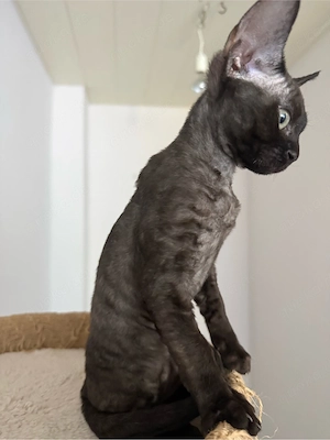 Devon Rex Kitten mit Stammbaum nur noch 1 weibchen verfügbar 