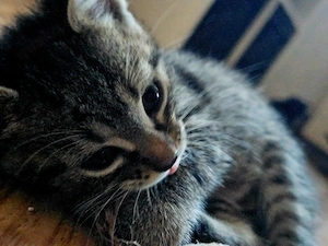 Katzenkitten abzugeben ab Anfang September 