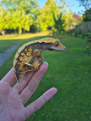 0.1 Correlophus ciliatus Tricolor Kronengecko Weibchen 