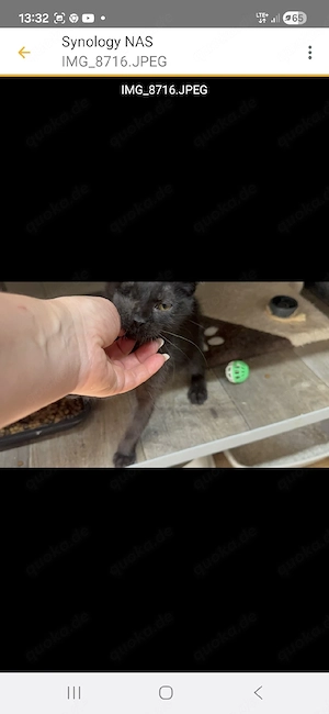 Noir   kleine schwarze Prinzessin auf vier Pfoten sucht ihr Für-immer-Zuhause 