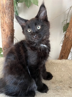 black (white) Maine Coon Kater m.Stammbaum 