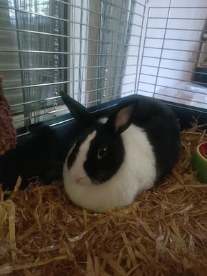 Holländer kaninchen 